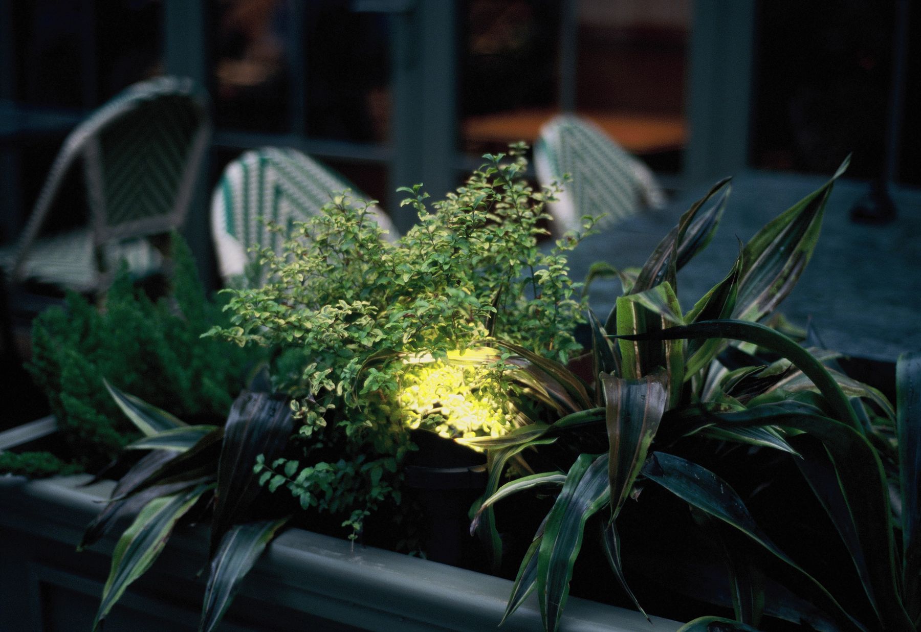 Potted plants glowing under warm landscape lighting at night