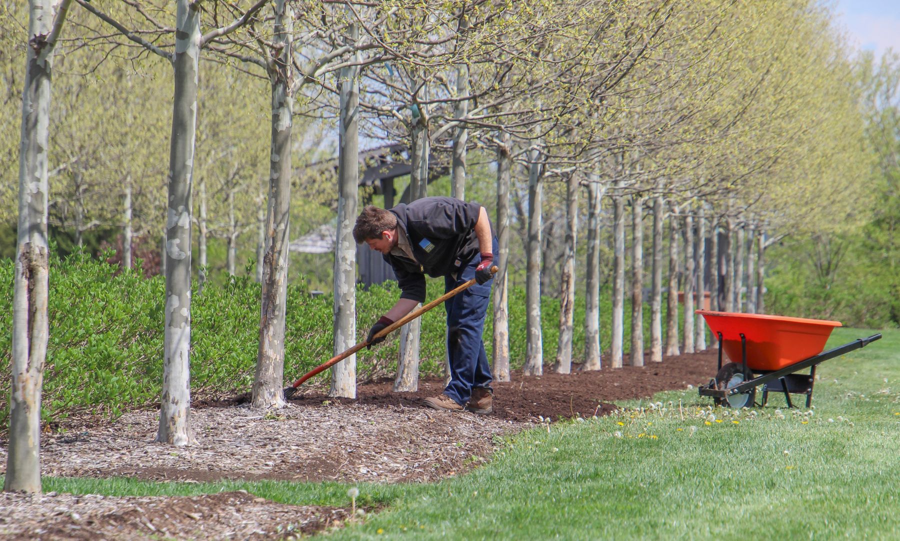 Crew member raking mulch between rows of young trees